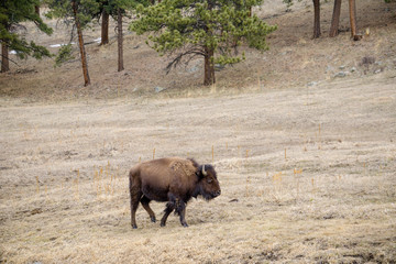 American Buffalo on the Prarie