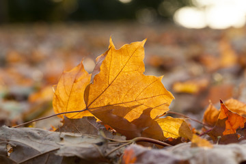 Naklejka na ściany i meble fallen leaves in autumn