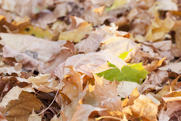 fallen leaves in autumn
