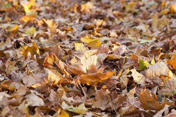 The fallen to the ground