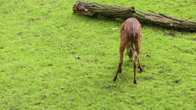 Western Sitatunga (Tragelaphus spekii gratus). Activity of young Sitatunga female antelope eating grass. Pasture of wild animal on the meadow in zoo.