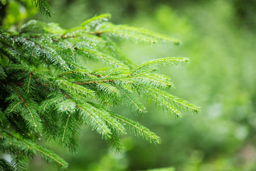 Closeup of fir tree branches