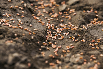 plowed land for cereal