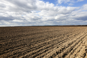 farm field cereals