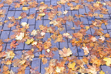 leaves on the sidewalk, autumn