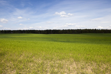 Fototapeta premium Agriculture. cereals. Spring