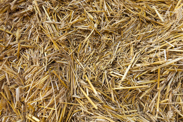 stack of straw in the field