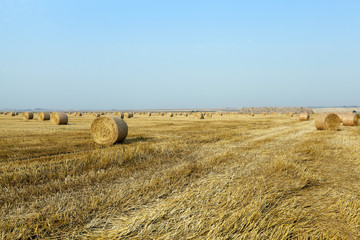 Fototapeta premium haystacks in a field of straw