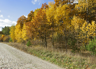 road in the autumn season