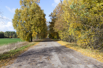 road in the autumn season