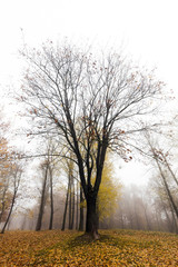 Obraz premium Autumn Park, overcast