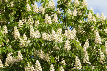 blooming chestnut tree in the spring season, a small depth of field