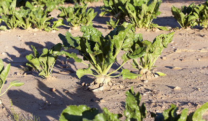 beetroot in field