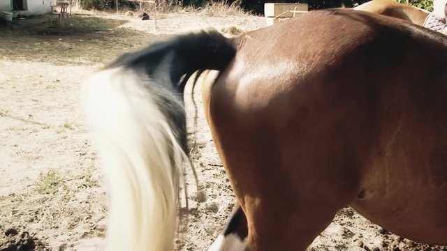 The shaking tail of a horse in daylight. Close-up handheld shot.
