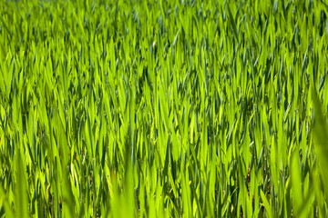 Agriculture. cereals. Spring