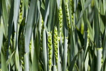 Obraz premium Agriculture. cereals. Spring