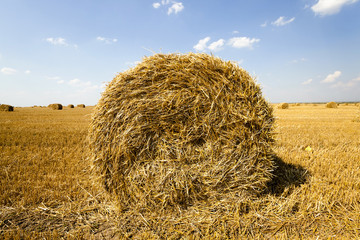 haystacks straw lying