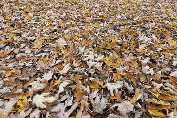 Autumn Park, overcast