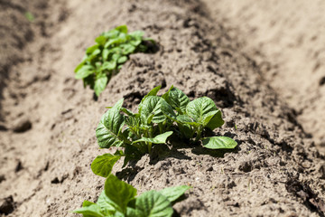 Agriculture. Green potatoes