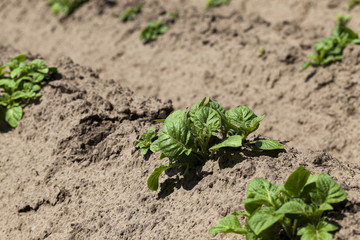 Green sprout of potato