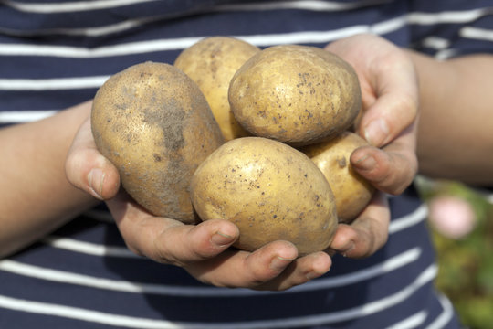 Potatoes in hand