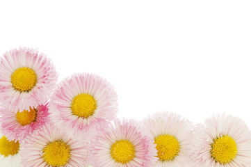 pink daisy flowers on a white background