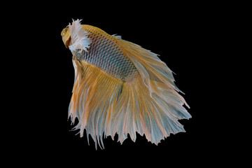  siamese fighting fish, betta fish isolated 