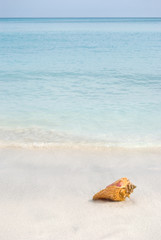 Seashell on a Tropical Beach Vertical