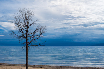 Fototapeta na wymiar Dry tree on the lake. Life and death is always near. 