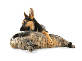 Cute dog and cat, isolated on white