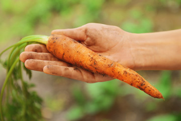 Woman holding fresh carrot
