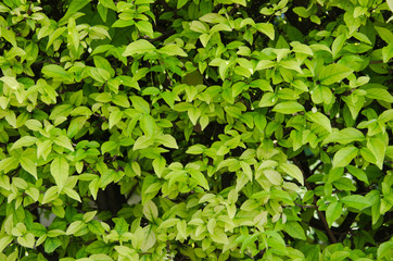 Fototapeta na wymiar Texture of Lush Foliage.