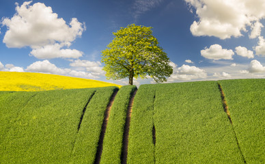 Zielone drzewo na wiosennym,zielonym polu młodego zboża