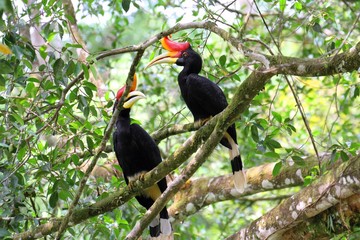 Pair of Rhinoceros Hornbills (Buceros rhinoceros) in Borneo, Malaysia