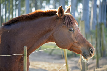 Horse with head out of the fence