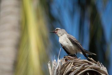 El pájaro se inclina para ver su presa.