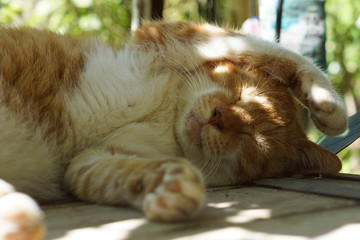 眠る茶猫