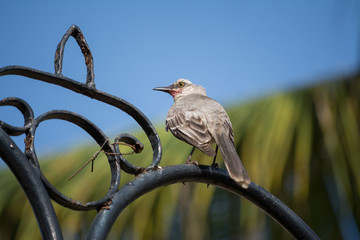Un pájaro está parado en el adorno de metal.