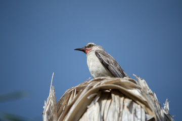 Un pájaro está parado en la sombrilla de palmas.