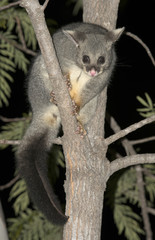 Brush tailed  Possum.in tree.