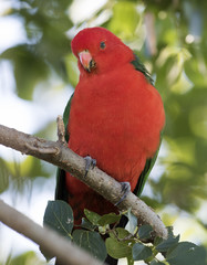  king parrot in outback Queensland,Australia.
