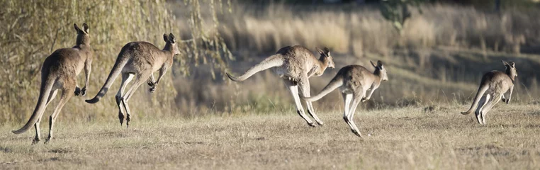 Foto op Plexiglas Kangoeroe kangoeroes hoppen in outback, Queensland, Australië
