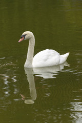 Swan