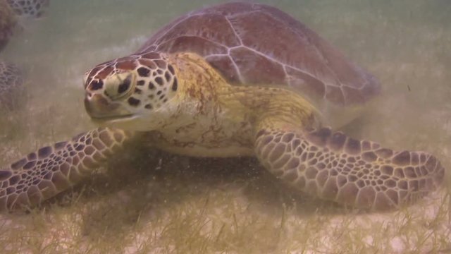 the loggerhead turtle filmed underwater