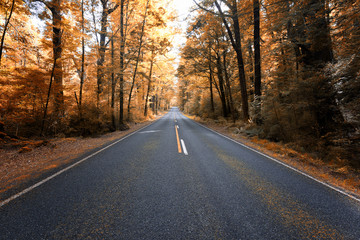 Fototapeta premium An empty road during autumn where the trees grew with golden leaves.