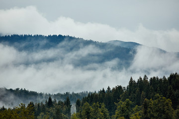 Fototapeta premium Forested mountain slope in low lying cloud with the evergreen conifers shrouded in mist in a scenic landscape view