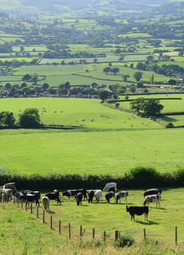 Farmland landscape in Axe Valley, Devon