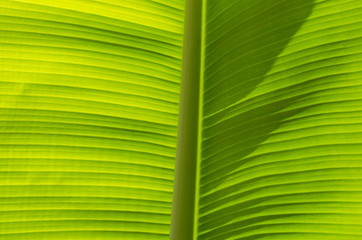Abstract closeup of banana leaf texture.
