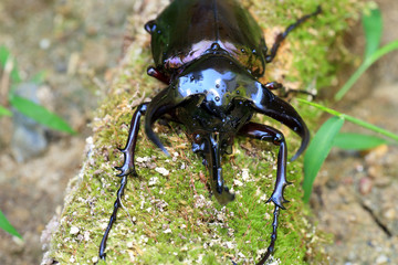 Caucasus beetle (Chalcosoma chiron) in Indonesia