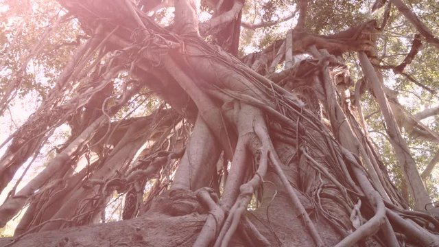 Hanging roots of a strangler fig from a bottom perspective